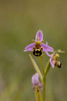 Bee Orchid, Cleeve common, June 2024