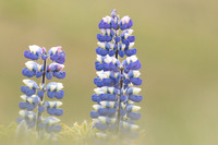 Nootka Lupine, Iceland, June 2022