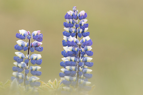 Nootka Lupine, Iceland, June 2022