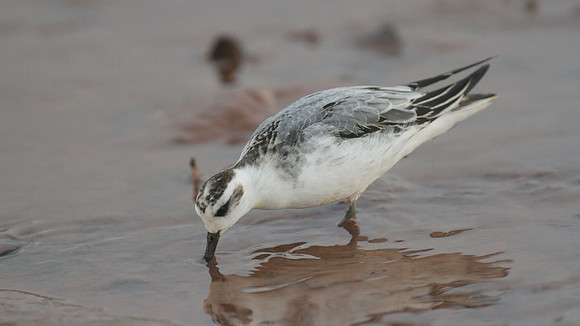 Grey Phalarope, Budleigh Salterton, October 2014