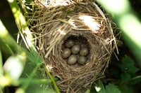 Sedge Warbler, Rockhampton, May 2025