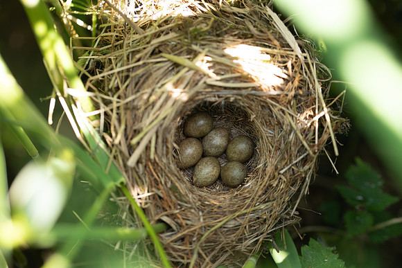 Sedge Warbler, Rockhampton, May 2025