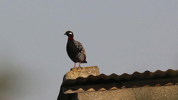 Black Francolin, Larnaca, April 2014.