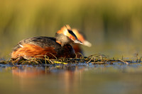 Slavonian Grebe, Iceland, May 2022