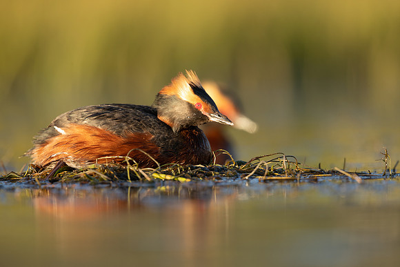 Slavonian Grebe, Iceland, May 2022