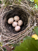 Blackcap, Tockington, April 2025