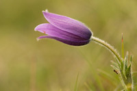 Pasque Flower, Cirencester, April 2020