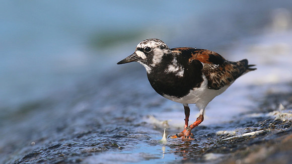 Turnstone, Farmoor Reservoir, August 2016