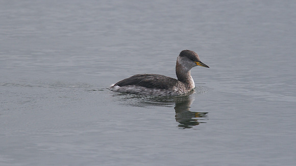 Red-necked Grebe, Farmoor Reservoir, October 2014