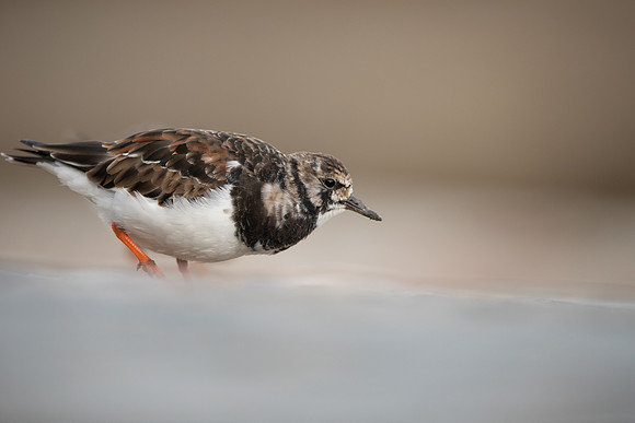 Turnstone, Lyme Regis, March 2022