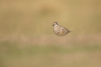 Dotterel, Cleeve Common, September 2022