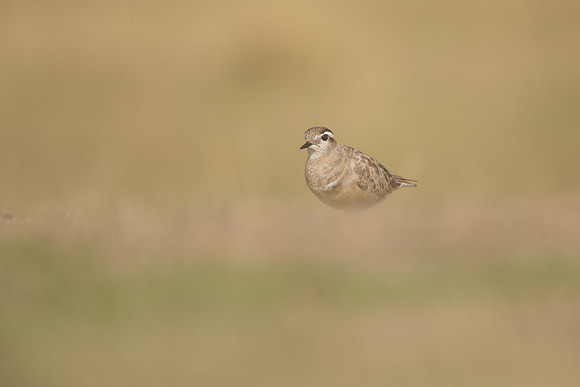 Dotterel, Cleeve Common, September 2022