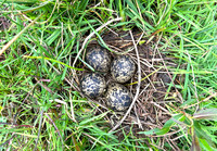 Lapwing, Burtle, May 2024