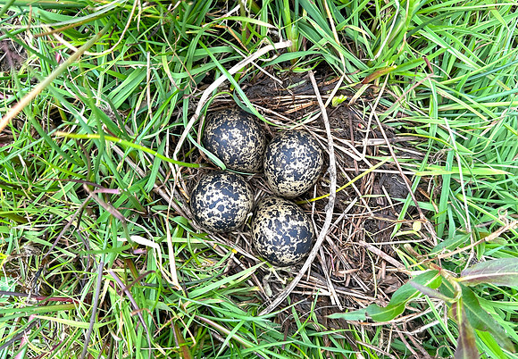 Lapwing, Burtle, May 2024