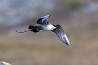 Long-tailed Skua, Áilegas fell, Finland, June 2025