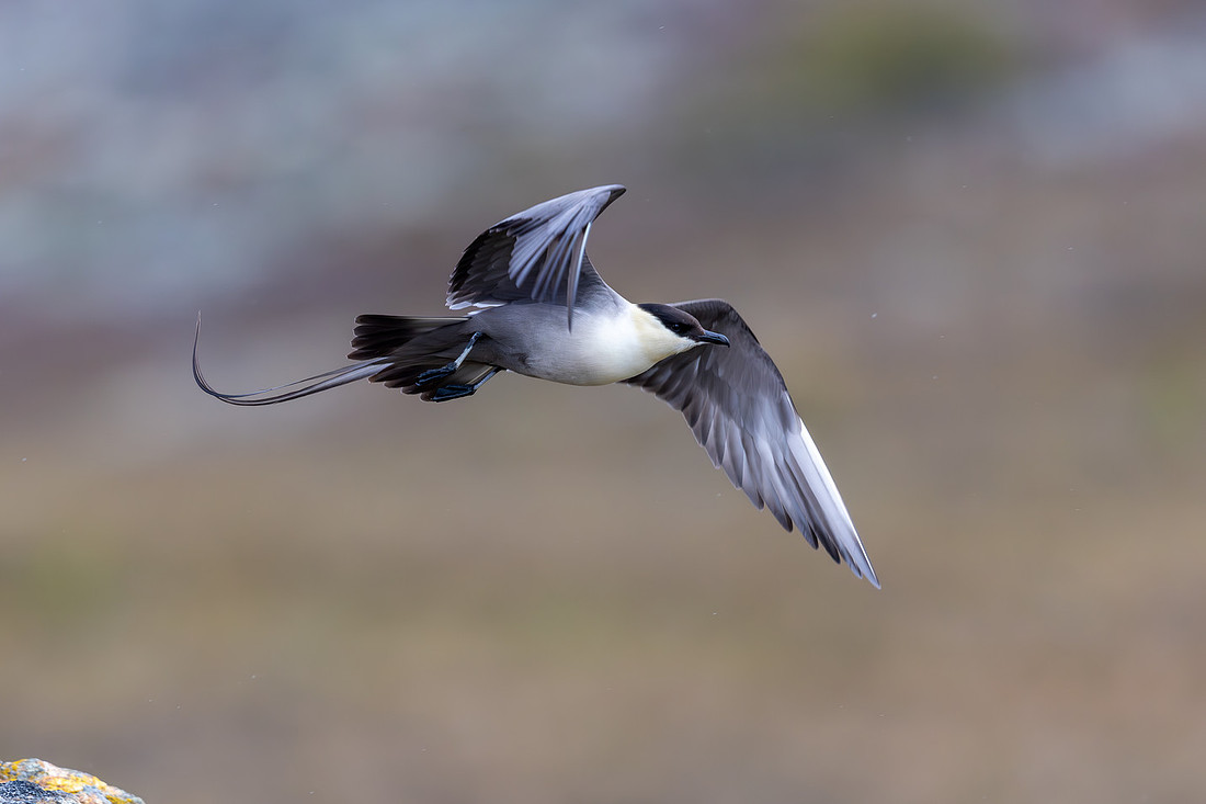 Long-tailed Skua, Áilegas fell, Finland, June 2025
