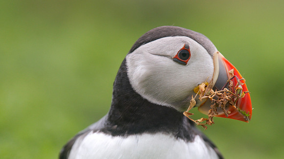 Puffin