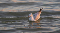 Slender-billed Gull, Oroklini Lake, July 2014