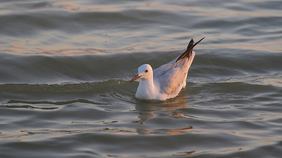Slender-billed Gull, Oroklini Lake, July 2014