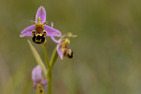 Bee Orchid, Cleeve common, June 2024