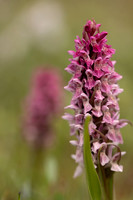 Early Marsh-orchid, Kenfig, June 2024