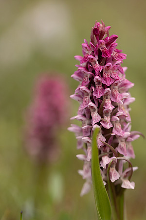 Early Marsh-orchid, Kenfig, June 2024