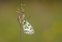 Marble White, Oldbury Power Station, June 2024