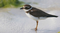 Semipalmated Plover