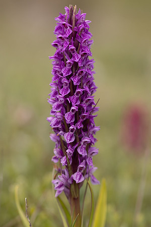Souhern Marsh-orchid, Kenfig, June 2024