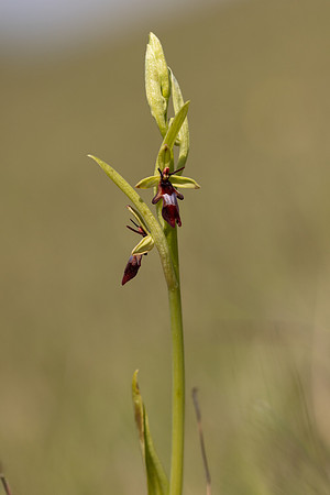 Fly Orchid, Selsey Common, May 2024