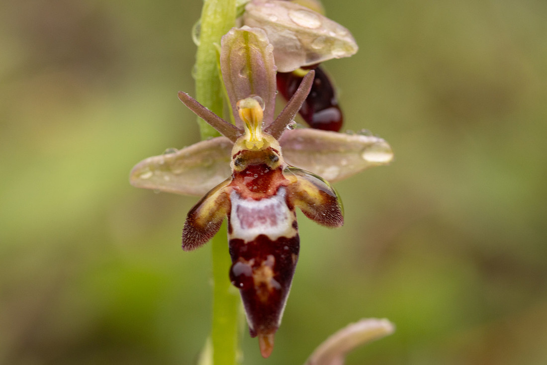 Woodcock x Fly Orchid, Dorset, May 2024.