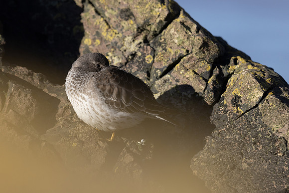 Purple Sandpiper, Portishead, January 2022