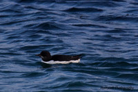 Brunnichs Guillemot, Portland Harbour December 2013