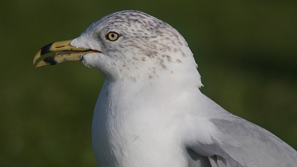 Ring-billed Gull, Walpole Park, Gosport, December 2014