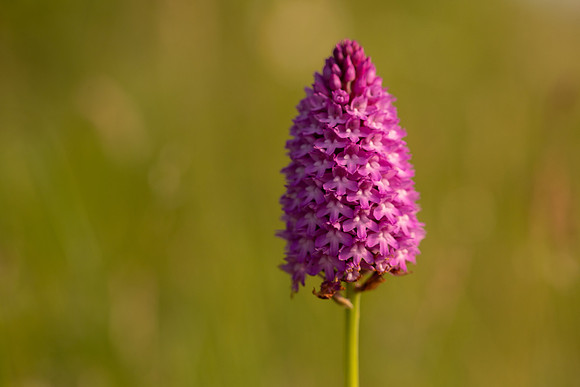 Pyramidal Orchid, Oldbury Power station, May 2021