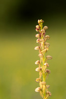 Man Orchid, Wye nature reserve, May 2024