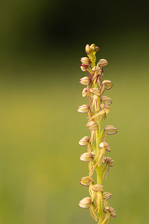 Man Orchid, Wye nature reserve, May 2024