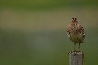 Common Snipe, Floi, Iceland, June 2022