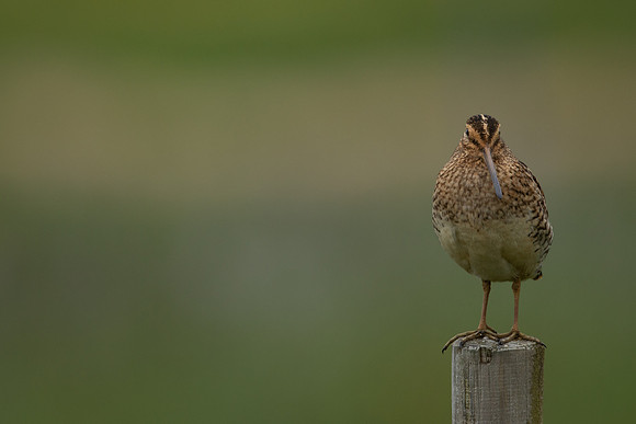 Common Snipe, Floi, Iceland, June 2022