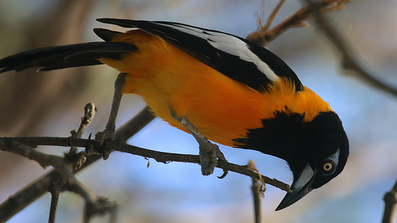 Venezuelan Troupial, Palm Beach, Aruba, November 2015