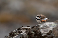 Ringed Plover, Raufarhofn, Iceland, June 2022