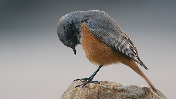 Eastern Black Redstart, Skinningrove, November 2016