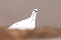 Ptarmigan, Cairngorms, February 2024