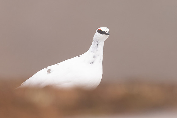 Ptarmigan, Cairngorms, February 2024