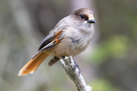 Siberian Jay