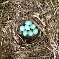 Pied Flycatcher, Forest of Dean, May 2025