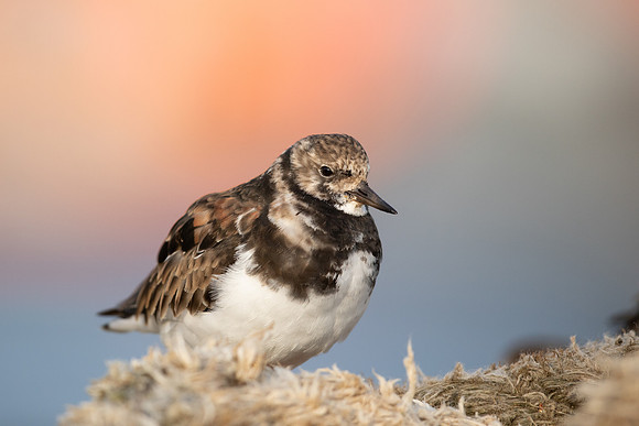 Turnstone, Lyme Regis, March 2022