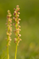 Man Orchid, Wye nature reserve, May 2024