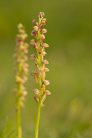 Man Orchid, Wye nature reserve, May 2024