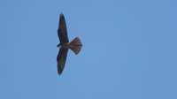 Eleanora's Falcon, Kensington Cliffs 2014.